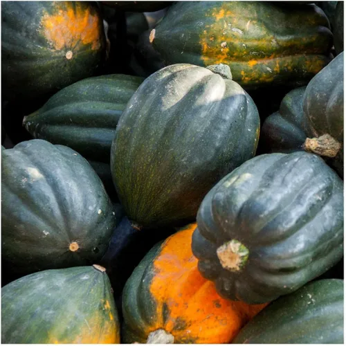 Miniatura 3 de Everwilde Farms - Semillas de calabaza de invierno de bellota Queen de 1/4 libras - Gold Vault