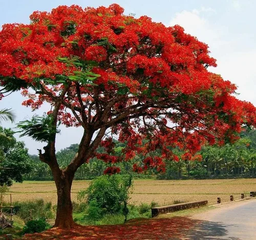 Miniatura 3 de Delonix regia (árbol extravagante), 5 pétalos arrugados en forma de cuchara, flores de color rojo brillante, elige la cantidad (1 unidad)