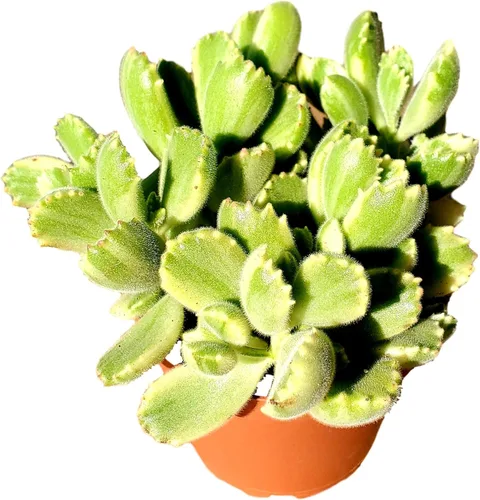 Miniatura 14 de Cadena de perlas (Senecio Rowleyanus) - Plantas vivas rastreras totalmente enraizadas y en floración - Rara planta de interior para decoración