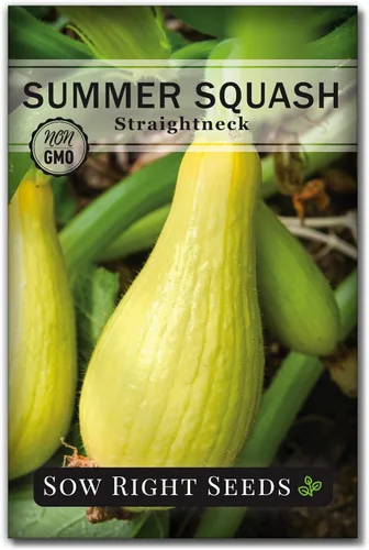 Sow Right Seeds - Semillas de calabaza amarilla de cuello recto para plantar - Paquete de reliquia sin OMG con instrucciones para plantar un huerto