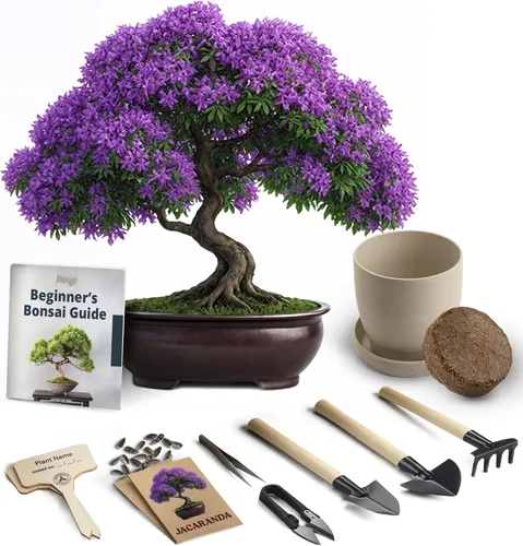 Kit de inicio de Bonsái – Cultivo de Jacaranda Bonzai | Kit completo de árbol interior para cultivar plantas con herramientas y maceta – Regalos de