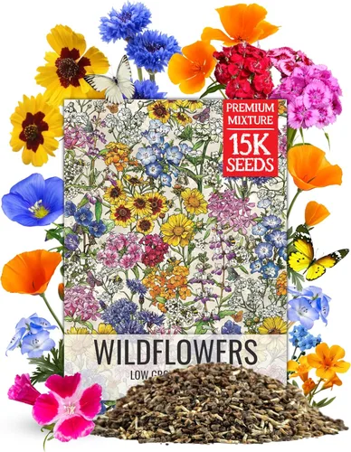 Miniatura 21 de Seed Needs Mezcla de semillas de girasol para plantar Sunset Blend 7 variedades Más de 1000 semillas Helianthus Annuus Heirloom Semillas de flores