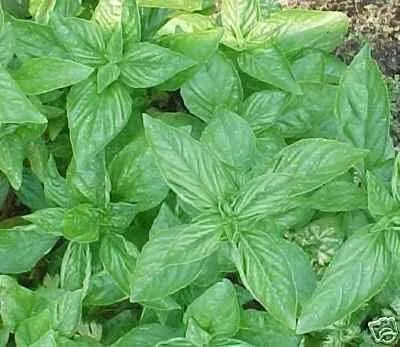 Miniatura 3 de BULK - Hierba de jardín dulce genovesa de albahaca de 1 libra