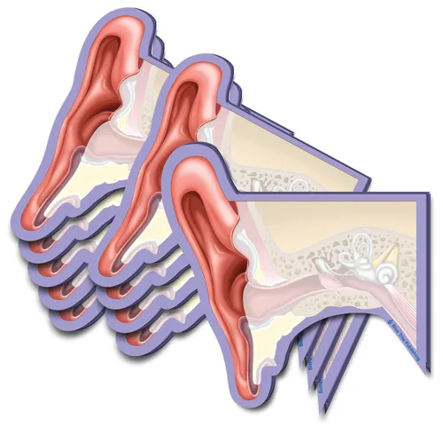Miniatura 34 de Notas Adhesivas de Anatomía