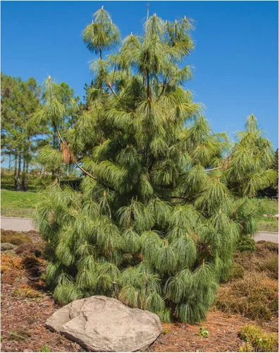 Pino llorón mexicano 60 semillas (Pinus patula) Árbol de hoja perenne de rápido crecimiento - Gran proyecto de bonsái