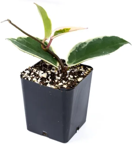 Miniatura 7 de Josh's Frogs Hoya - Planta de cera (flor de cera común)