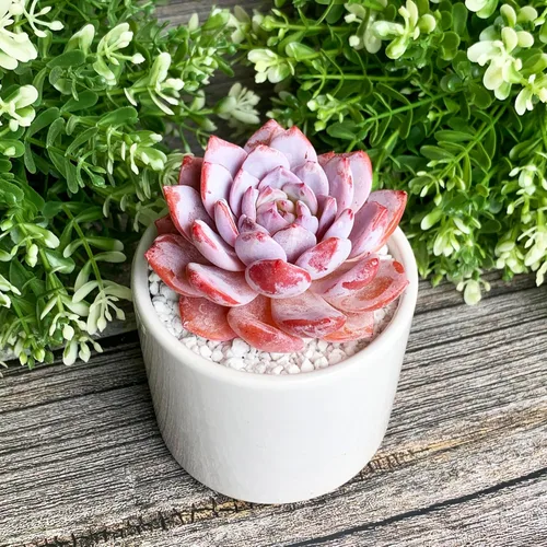 Generic Echeveria - Plantas suculentas vivas raras de peonía rosa, 1 cabeza de 3 pulgadas, color rojo, raíz desnuda sin maceta y tierra, 1/3/7