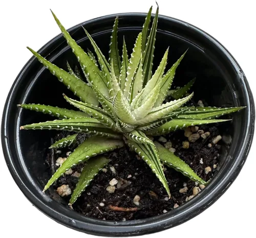 Miniatura 7 de Plantas Haworthia vivas (maceta de 2" retusa f. geraldii)