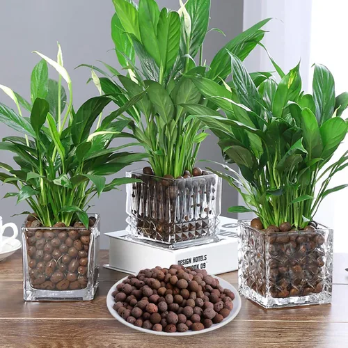 Miniatura 4 de Suministros hidropónicos de arcilla expandida Leca de 10 libras para plantas de jardín de interior (10 libras)