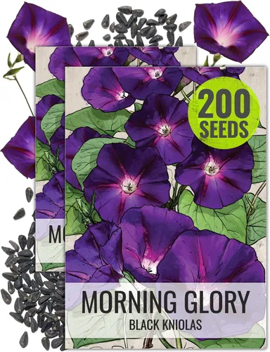 Seed Needs Black Kniolas Morning Glory Seeds para plantar, reliquia y enredaderas anuales polinizadas abiertas, cubre una cerca o enrejado en flores