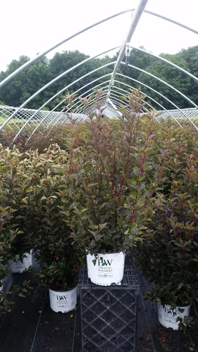 Miniatura 3 de Ganadores probados - Physocarpus op. Vino de verano (Ninebark) Arbusto, follaje rojo, #3 - Contenedor