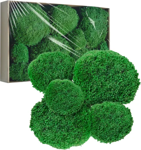 TurelinnG Decoración de musgo preservado, musgo de bosque real, musgo para manualidades, flexible para manualidades, hogar, pared, terrario,