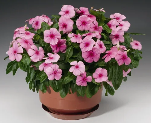 Miniatura 2 de Semillas Bígaro Madagascar Mix - Vinca - Flores perennes para plantar - Sin OMG