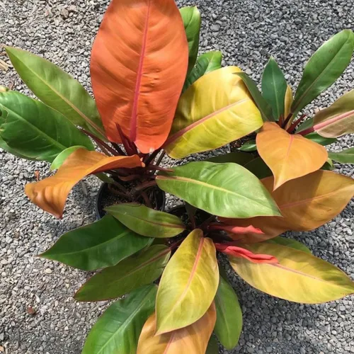 Planta de filodendro en maceta de 4 pulgadas, planta de interior tropical, planta de follaje de fácil cuidado para el hogar, oficina o patio