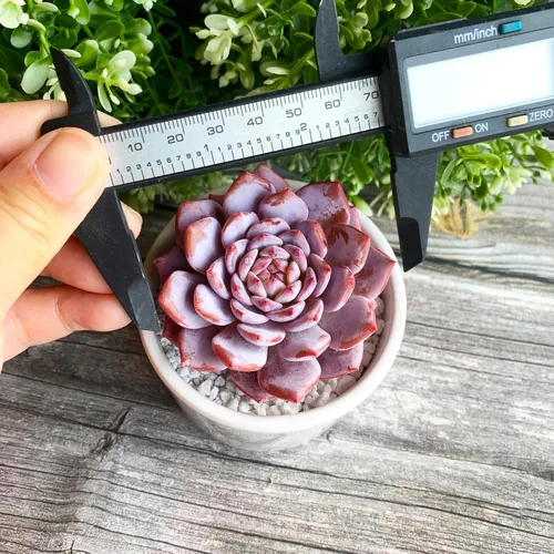 Miniatura 8 de Generic Echeveria - Plantas suculentas vivas raras de peonía rosa, 1 cabeza de 3 pulgadas, color rojo, raíz desnuda sin maceta y tierra, 1/3/7