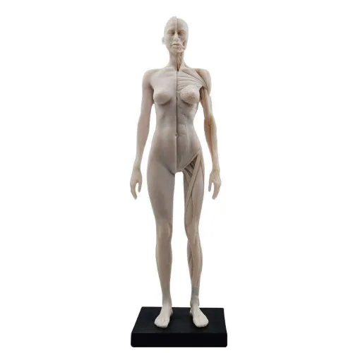 Miniatura 3 de BONEW Modelo del cuerpo de la cabeza del cráneo de la anatomía anatómica humana de la resina de los 30CM del hueso del músculo del modelo masculino