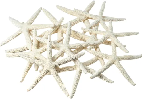 Miniatura 11 de Nautical Crush Trading Decoración de estrella de mar – Peces de estrella para manualidades – Paquete de 10 estrellas reales de mar blanco de 6-8