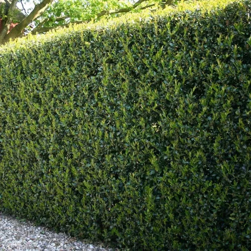 Miniatura 3 de Dwarf Burford Holly 12 plantas vivas de tamaño cuarto de galón Ilex Burfordi Evergreen Hedge Red Berries Shrub Tree