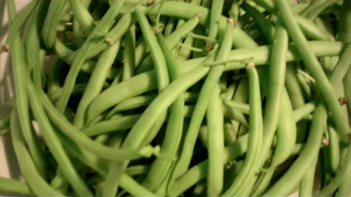 Miniatura 2 de Harvester Bush Bean - 1/4 lb-Aproximadamente 280 Semillas" - (53 días) Orgánico, Sin tratar