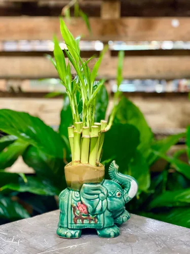 Miniatura 2 de Jarrón para plantas de bambú de la suerte de interior Maceta de cerámica de moda para bambú de la suerte, regalo para apertura de negocios