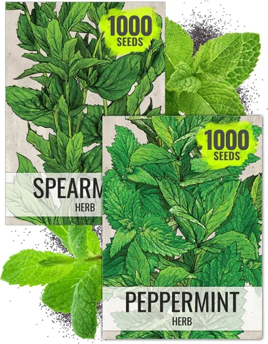 Miniatura 9 de Seed Needs Semillas de manzanilla para plantar manzanilla alemana y romana, semillas de hierbas sin OMG y sin tratar para plantar un jardín