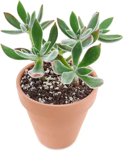Miniatura 30 de Echeveria Lola - Planta suculenta saludable Echeveria Live de fácil cuidado para interiores, totalmente arraigada en tamaños de 2/4/6 pulgadas
