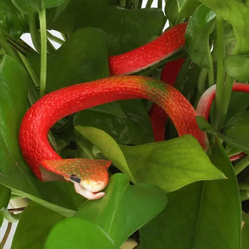 Miniatura 5 de Outee 7 serpientes de goma realistas – Juguetes falsos de serpiente negra de 15 a 47.2 pulgadas para accesorios de jardín, pájaros asustadores