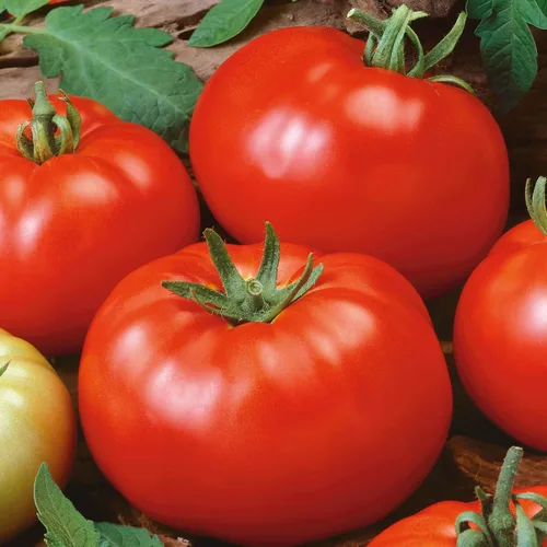 Miniatura 32 de Eden Brothers Semillas de tomate – Semillas de caqui sin OMG para plantar, paquete Semillas de vegetales de bajo mantenimiento, plantas durante