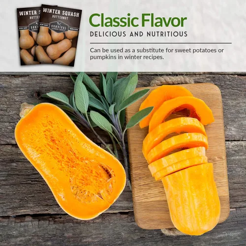 Miniatura 4 de Semillas de calabaza Butternut para plantar - Semillas de vegetales tradicionales no transgénicos - Cultivo de alto rendimiento y fácil de cultivar