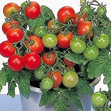 Patio Tomate (25 semillas) F1 híbrido - Patio cultivo ahorro de espacio