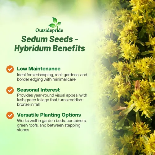 Miniatura 3 de Outsidepride Hybridum Sedum Seeds - 1000 semillas perennes de cobertura del suelo para plantar, plantas suculentas resistentes al frío y tolerantes