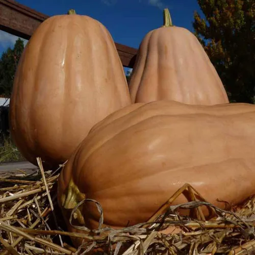 Kentucky Field Semillas de calabaza – 1 onza ~ 112 semillas – Semillas heredadas, polinizadas abiertas, sin OMG, semillas de jardinería agrícola y