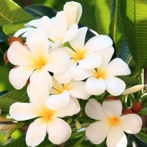 Miniatura 2 de Hawaiian Rare Plumeria Frangipani Planta esquejes rojo, blanco, amarillo, rosa - 10 pulgadas - Descuento Hawaiian Gifts LQ4 (Blanco) Frangipani