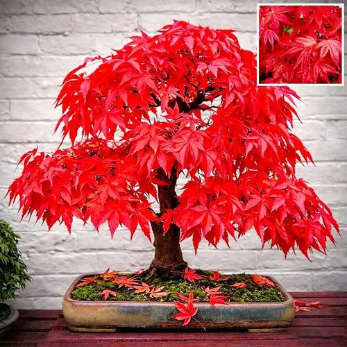 Miniatura 4 de 25 semillas de arce rojo para plantar, semillas de árbol de arce reliquia, ideales para paisajismo y bonsái