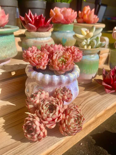 Miniatura 4 de Echeveria Ben Badis - Plantas suculentas vivas raras, planta viva roja de 4 a 5 cabezas de 3 pulgadas, paquete sin maceta y tierra, escritorio