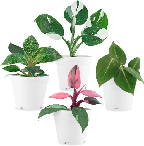 Philodendron Plant Live Colección exclusiva (paquete de 4) – Birkin raro, Gloriosum, Princesa Rosa y Mago Blanco en maceta de 2 pulgadas; plantas de