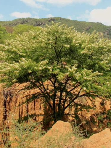 Vachellia (Acacia) gerrardii (Árbol de Acacia Espina Roja) - 10 Semillas