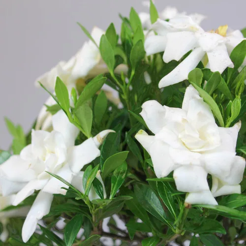 Miniatura 3 de Brussel”s Bonsai - Árbol bonsai de Gardenia viva para exteriores