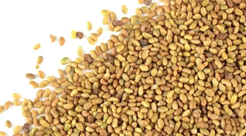 Miniatura 4 de Semillas de alfalfa de EE. UU., 5 libras, semillas de alfalfa certificadas de alta germinación, semillas de alfalfa de alta germinación, semillas