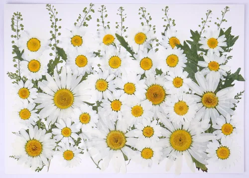 Miniatura 20 de 48 mini flores naturales secas prensadas para el aliento del bebé para decoración de pasteles, invitaciones de boda, flor de gypsophila seca real
