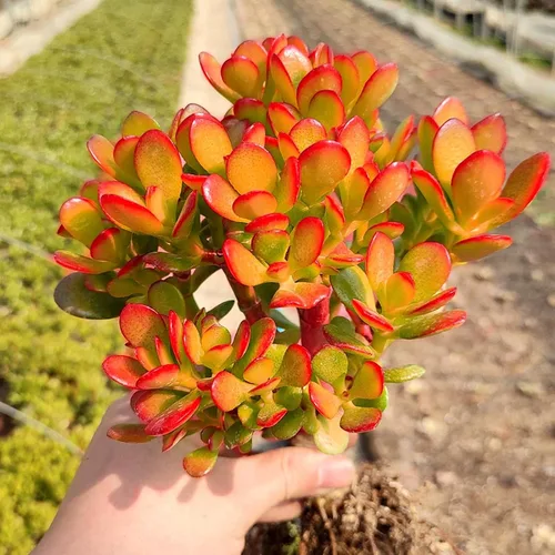 Miniatura 8 de Sprout N Green Árbol de jade enano - Crassula ovata Crosby's Compact, suculenta rara y adorable completamente enraizada en maceta de 2 pulgadas