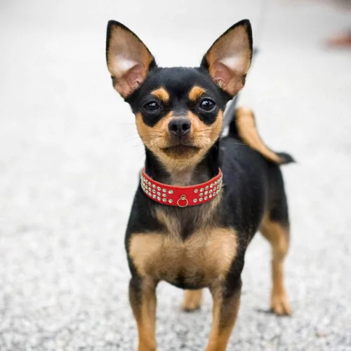 Miniatura 5 de Serijoars Collar de piel de ante elegante y deslumbrante con diamantes de imitación de cristal para mascotas, gatos, perros y cachorros (S, negro)