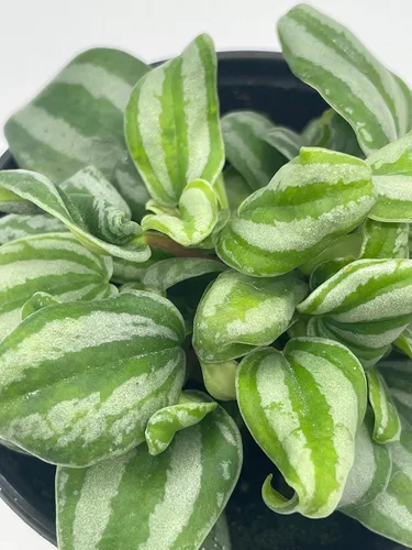 Miniatura 4 de BubbleBlooms Peperomia Mini Sandía, 4 pulgadas de diámetro