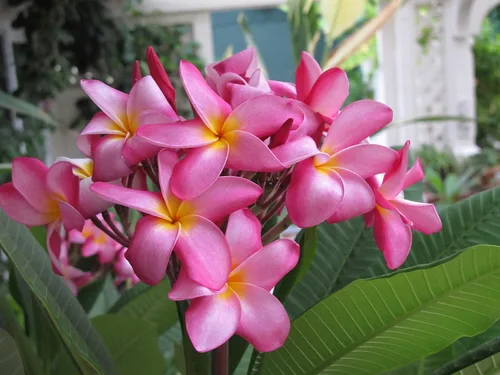Miniatura 4 de Hawaiian Rare Plumeria Frangipani - Planta esquejes de planta roja, blanca, amarilla, rosa, 10 pulgadas, Discount Hawaiian Gifts LQ4 (rosa)