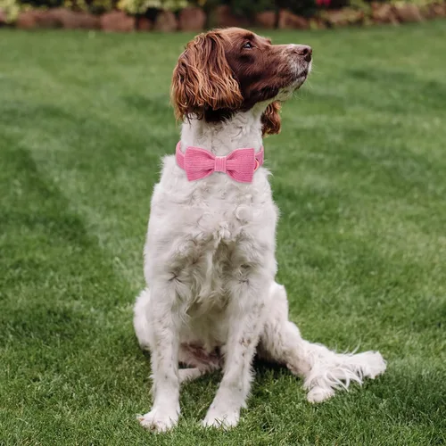 Miniatura 5 de Collar de pana para perro con lazo, collares para perros hembras suaves y ajustables para perros pequeños, medianos y grandes, talla M Rosa encendido