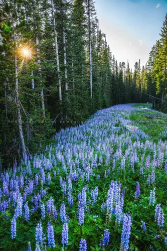 Impresión de fotografía de las Montañas Rocosas (no enmarcado) Imagen vertical de altramuz morado en bosque de pinos en Montana Wildflower Wall Art