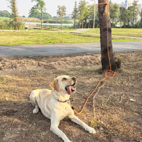 Miniatura 4 de ZALER Correa larga para perro, correa de entrenamiento de perros de 50 pies, 30, 20, 15 y 10 pies, correa de entrenamiento para perros, correa Azul