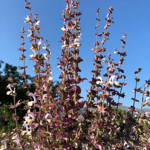 Miniatura 8 de Plant Good Seed Semillas orgánicas de salvia clara para plantar: hierba para cosméticos, flores moradas fragantes - Paquete de 50 semillas
