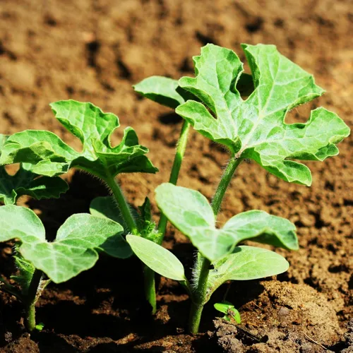 Miniatura 6 de Seed Needs Semillas de sandía para plantar frutas, semillas de melón sin OMG y agua sin tratar para plantar un jardín cultivado en casa al aire
