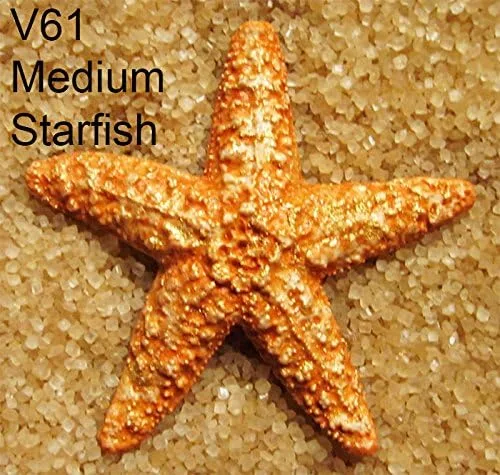 Miniatura 2 de Scott Clark Woolley - Molde mediano para estrella de mar